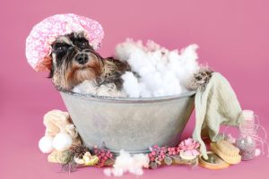 חיי לוקסוס לכלב - היכן שכלבים נהנים מחיים של לוקסוס: המלון שלא תשכחו