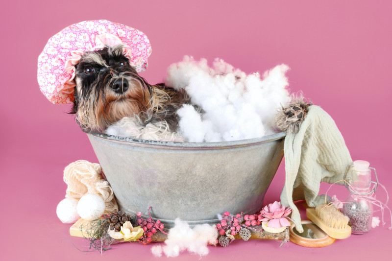 חיי לוקסוס לכלב - היכן שכלבים נהנים מחיים של לוקסוס: המלון שלא תשכחו